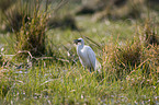 Little Egret