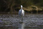 little egret