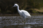 little egret