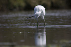 little egret