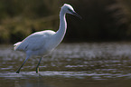 little egret