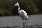 little egret