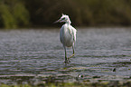 little egret