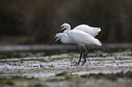 little egret