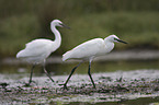 little egret