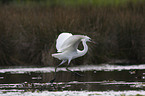 little egret