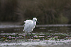 little egret