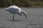 little egret