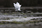 little egret