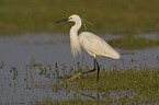 little egret