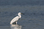 little egret