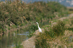 little egret