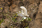 little egret