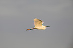 little egret