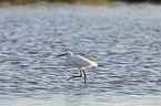 little egret