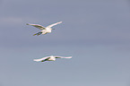 little egrets