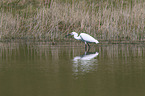 little egret