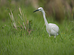 standing Little Egret