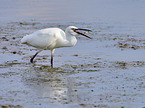 walking Little Egret