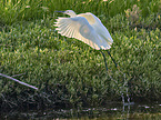 flying Little Egret