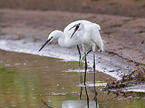 Little Egret