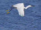 flying Little Egret