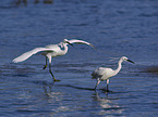 Little Egret