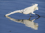 walking Little Egret