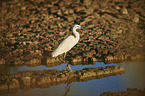 little egret