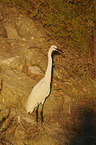 little egret