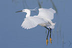 little egret