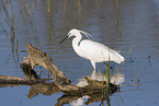 little egret