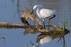 little egret