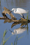 little egret