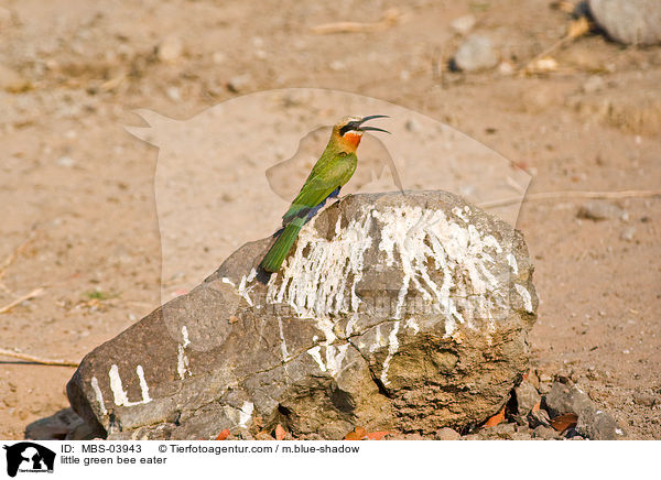 little green bee eater / MBS-03943