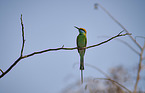 little green bee eater