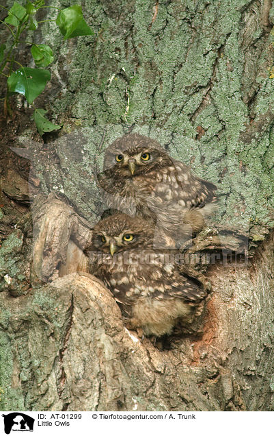 Little Owls / AT-01299