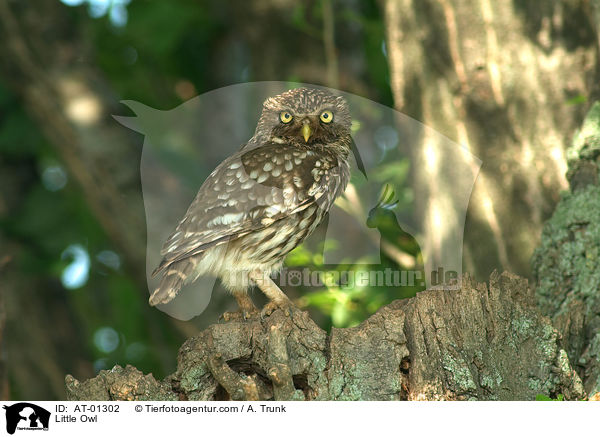 Little Owl / AT-01302