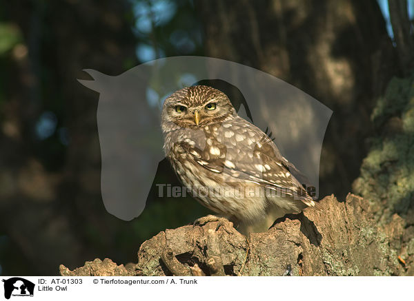 Steinkauz / Little Owl / AT-01303