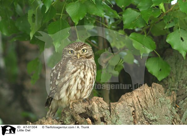 Steinkauz / Little Owl / AT-01304