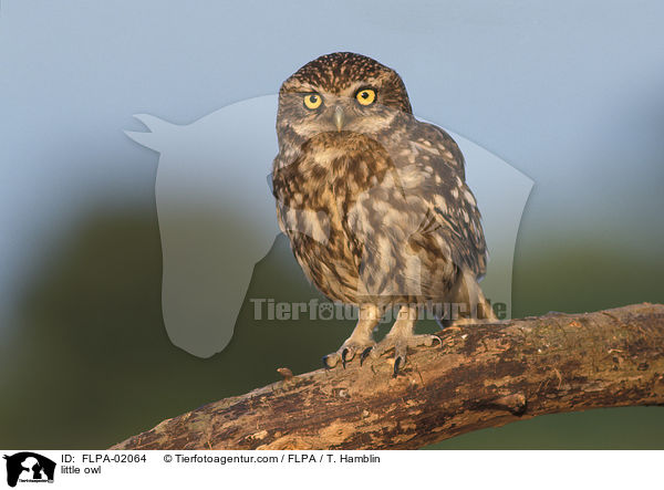 Steinkauz / little owl / FLPA-02064
