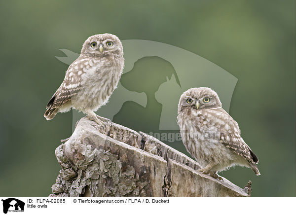 Steinkuze / little owls / FLPA-02065