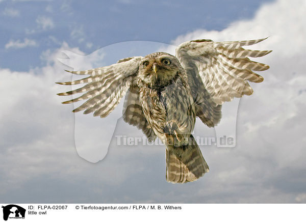 Steinkauz / little owl / FLPA-02067