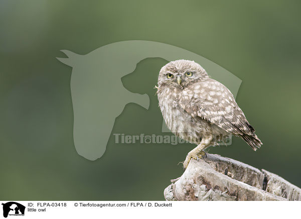 Steinkauz / little owl / FLPA-03418
