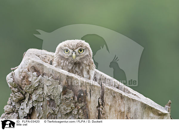 Steinkauz / little owl / FLPA-03420