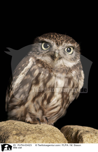 little owl / FLPA-03423