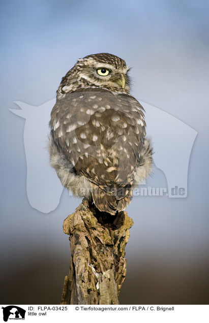 Steinkauz / little owl / FLPA-03425