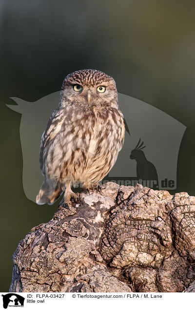 little owl / FLPA-03427