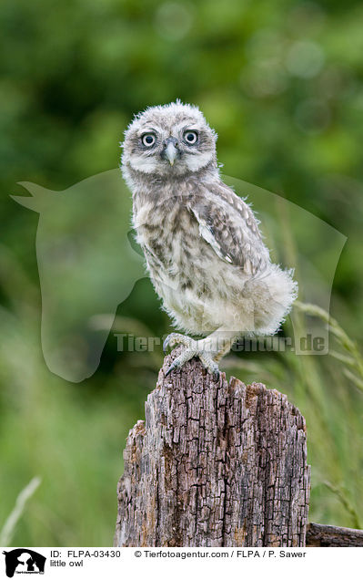 little owl / FLPA-03430