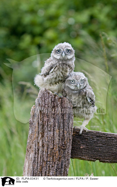 little owls / FLPA-03431